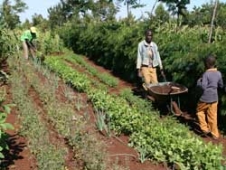 Africa’s Winning Senario