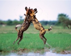 Wild dogs of Africa