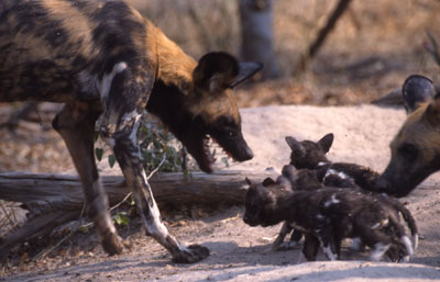 wild dog bitch regurgitates for pups