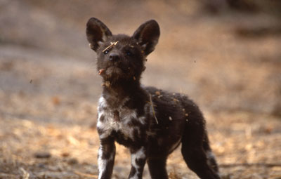 Wild dog pup