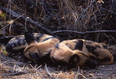 Wild dogs sleeping side by side