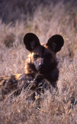 Wild dog in the grass