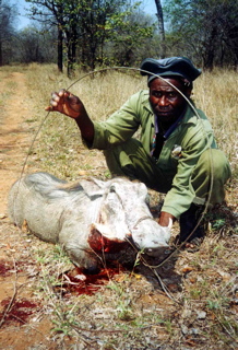 Warthog in a snare