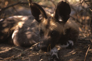 Wild dog pup